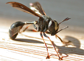 Physocephala tibialis Physocephala tibialis
